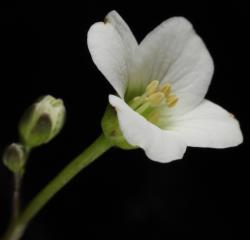 Cardamine megalantha. Top view of flower.
 Image: P.B. Heenan © Landcare Research 2019 CC BY 3.0 NZ
